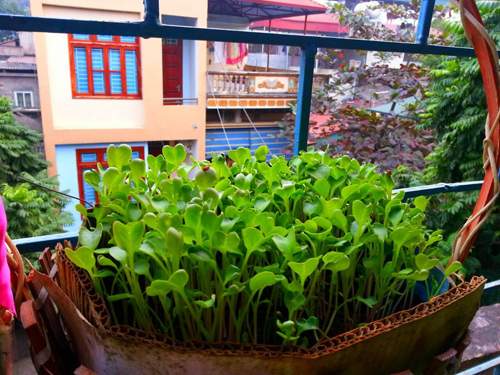 Mẹ Lào Cai trồng rau mầm kín bậu cửa sổ cho chồng con 27