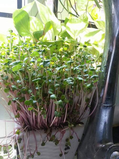 Mẹ Lào Cai trồng rau mầm kín bậu cửa sổ cho chồng con 12