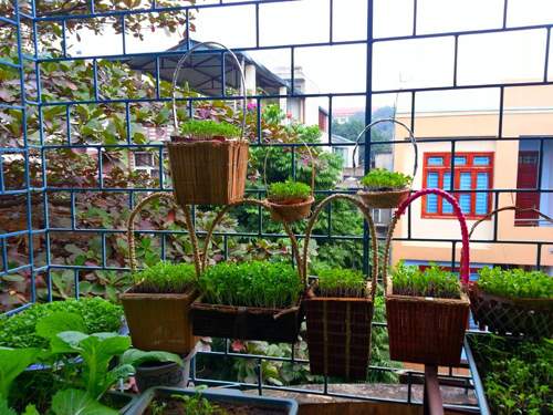 Mẹ Lào Cai trồng rau mầm kín bậu cửa sổ cho chồng con 3