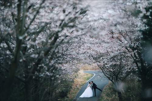 Ảnh cưới ngập sắc hoa anh đào lãng mạn như phim Hàn Quốc 60