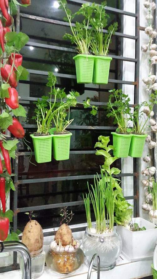 Mẹ Lào Cai trồng rau mầm kín bậu cửa sổ cho chồng con 18