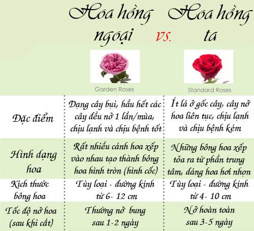 Nên trồng hoa hồng ta hay hoa hồng ngoại tại nhà? 15