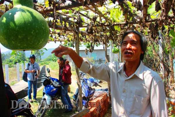 Thích mắt ngắm cả giàn bầu hồ lô lúc lỉu trong nắng 15