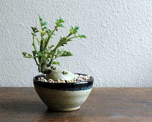 Mê mẩn biến tấu bonsai trồng từ rau, củ, quả 15