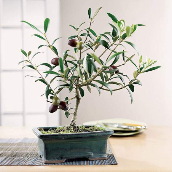 Mê mẩn biến tấu bonsai trồng từ rau, củ, quả 12