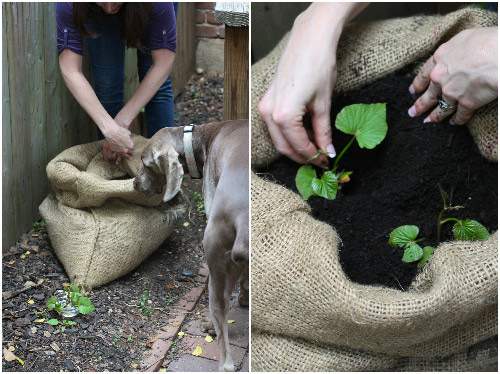 Mẹ Việt hướng dẫn cách trồng rau lang ăn giải ngán ngày hè 6