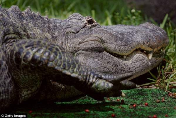 Bắt gặp hai cá sấu đang ăn xác người ở Mỹ 6