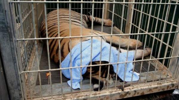 Ngôi chùa nuôi 137 con hổ dữ ở Thái Lan 4