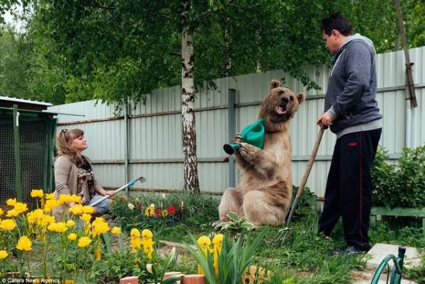 Gia đình Nga sống cùng chú gấu "đô vật" 140kg, cao 2,1m 8