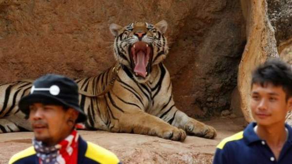 Ngôi chùa nuôi 137 con hổ dữ ở Thái Lan 6