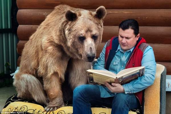 Gia đình Nga sống cùng chú gấu "đô vật" 140kg, cao 2,1m 2