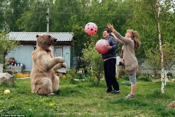 Gia đình Nga sống cùng chú gấu "đô vật" 140kg, cao 2,1m 7