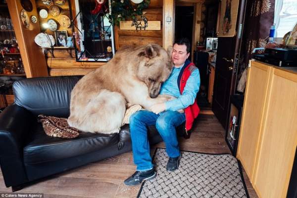 Gia đình Nga sống cùng chú gấu "đô vật" 140kg, cao 2,1m 6