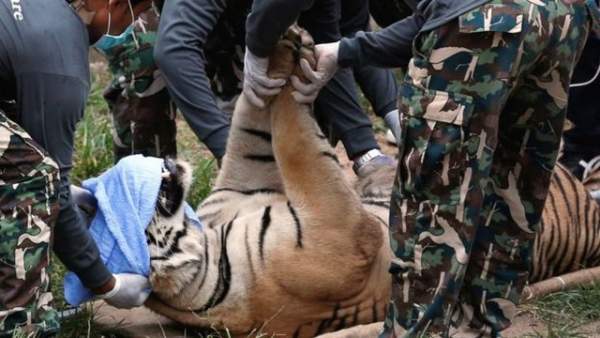 Ngôi chùa nuôi 137 con hổ dữ ở Thái Lan 3