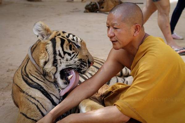 Ảnh: Sư Thái Lan ăn ngủ cùng 137 con hổ dữ 10