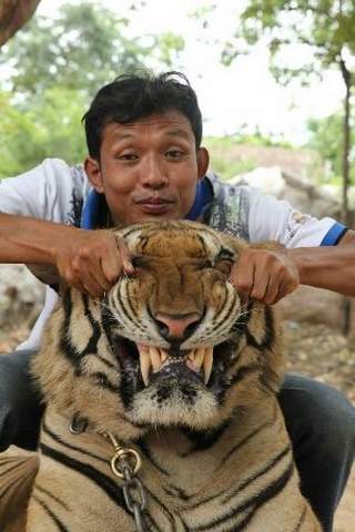 Ảnh: Sư Thái Lan ăn ngủ cùng 137 con hổ dữ 9