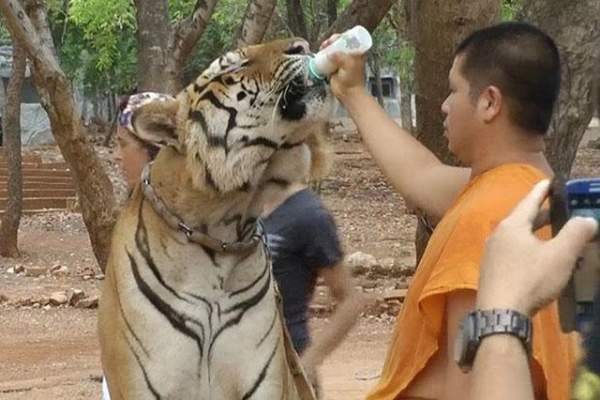 Ảnh: Sư Thái Lan ăn ngủ cùng 137 con hổ dữ 7