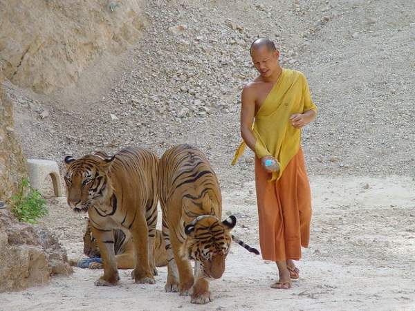 Ảnh: Sư Thái Lan ăn ngủ cùng 137 con hổ dữ 2