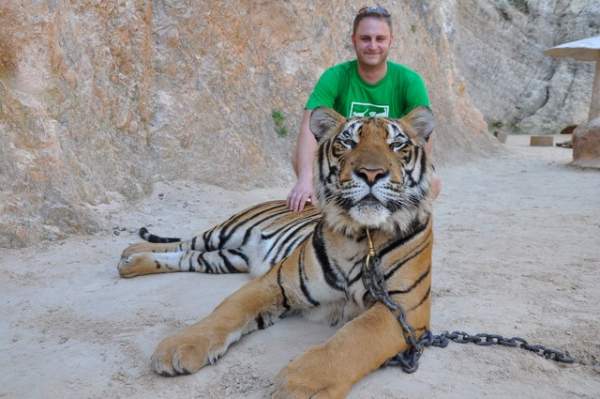 Ảnh: Sư Thái Lan ăn ngủ cùng 137 con hổ dữ 6