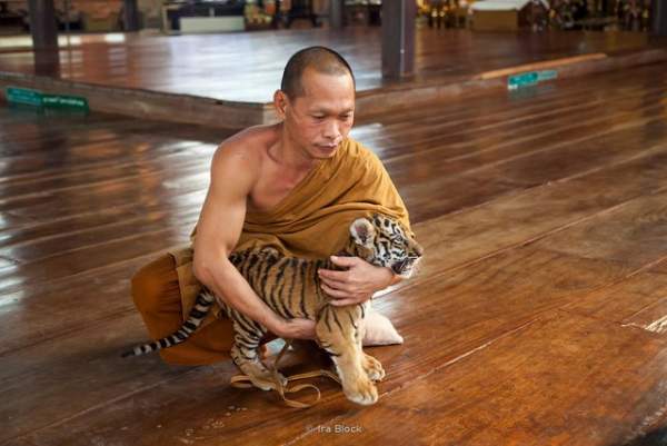 Ảnh: Sư Thái Lan ăn ngủ cùng 137 con hổ dữ 8