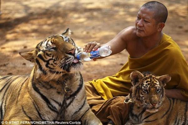Ảnh: Sư Thái Lan ăn ngủ cùng 137 con hổ dữ 12