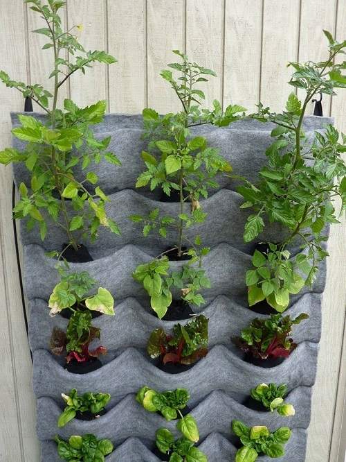 Các kiểu tái chế đồ cũ để trồng rau sạch tại nhà an toàn 9