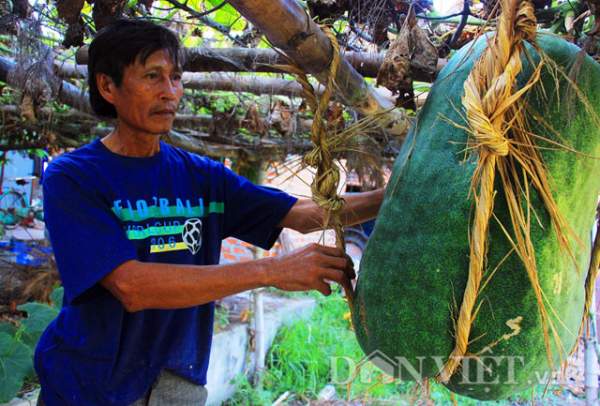 Đã mắt xem bí đao khổng lồ nặng nửa tạ... đu võng 3