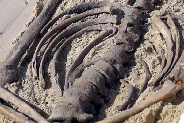 Bi kịch đằng sau bộ xương “ma cà rồng” 500 tuổi ở Ba Lan 3
