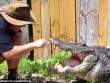 Video: Liều mạng đánh răng cho cá sấu khổng lồ