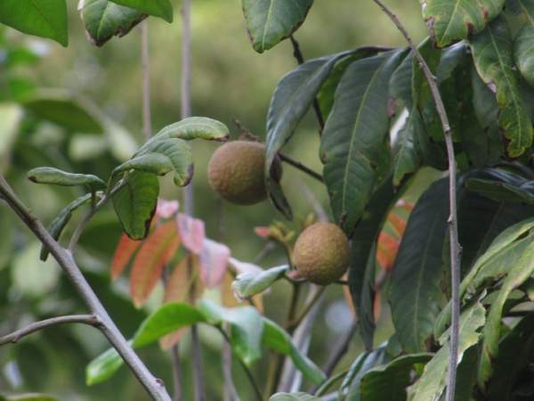 Vườn nhà ở Mỹ trĩu trịt cây trái Việt của Quang Lê 12
