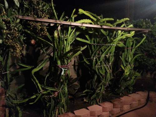 Vườn nhà ở Mỹ trĩu trịt cây trái Việt của Quang Lê 24