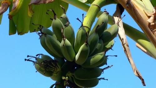 Vườn nhà ở Mỹ trĩu trịt cây trái Việt của Quang Lê 33