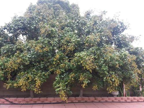 Vườn nhà ở Mỹ trĩu trịt cây trái Việt của Quang Lê 9
