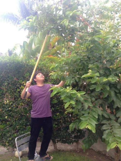 Vườn nhà ở Mỹ trĩu trịt cây trái Việt của Quang Lê 39