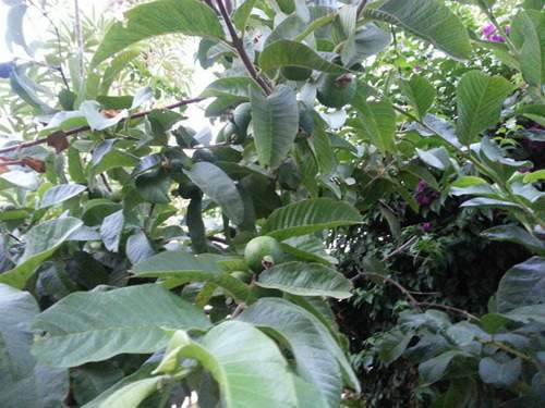 Vườn nhà ở Mỹ trĩu trịt cây trái Việt của Quang Lê 36