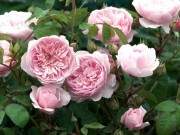 Mẹ Việt của vườn hồng triệu bông mách cách trồng hoa "lên như nấm" 16