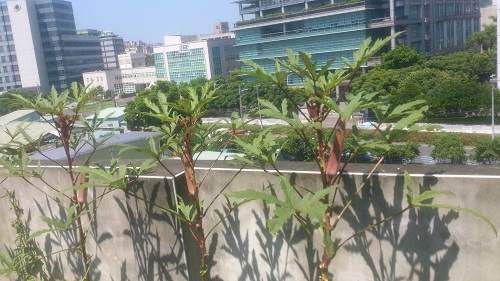“Đã mắt” với vườn rau trên sân thượng của mẹ Việt ở Đài Loan 15