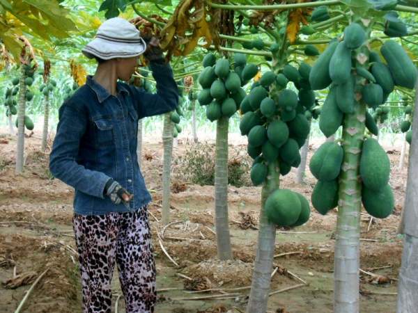 Quảng Nam: Đu đủ mất mùa mất giá, nông dân lo lắng 4
