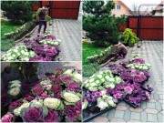 Mẹ Việt của vườn hồng triệu bông mách cách trồng hoa "lên như nấm" 18