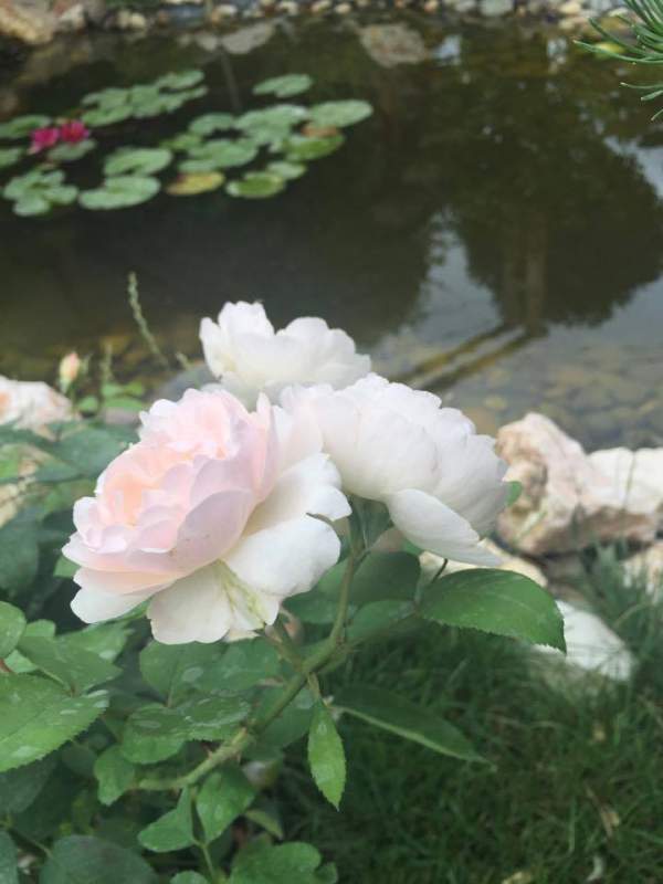 Mẹ Việt của vườn hồng triệu bông mách cách trồng hoa "lên như nấm" 12