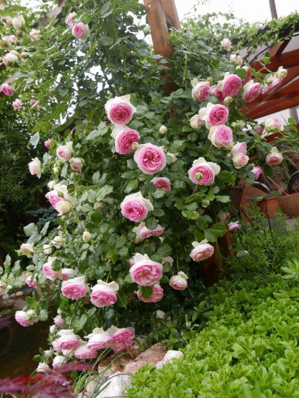 Mẹ Việt của vườn hồng triệu bông mách cách trồng hoa "lên như nấm" 15