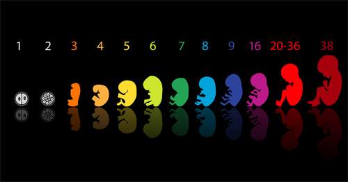 Cực đáng yêu quá trình hình thành từ trứng đã thụ tinh đến thai nhi 3