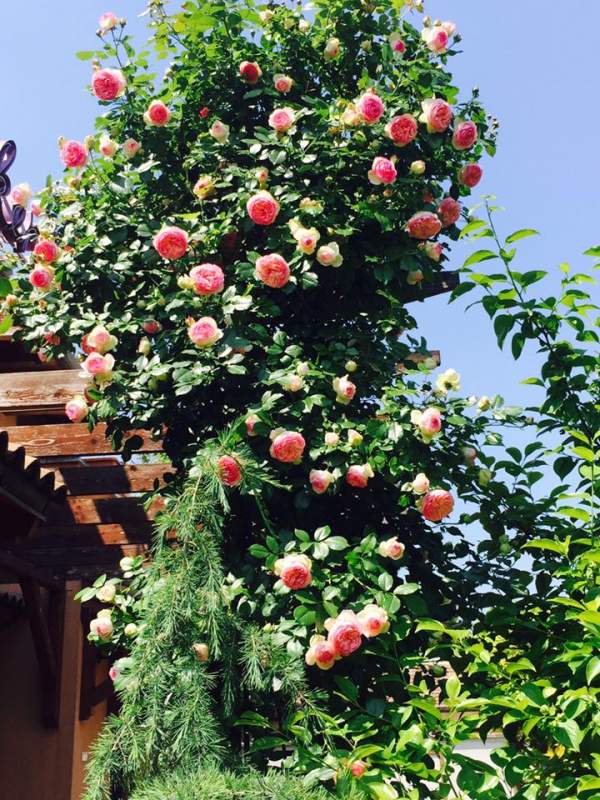 Mẹ Việt của vườn hồng triệu bông mách cách trồng hoa "lên như nấm" 3