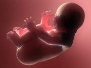 Cực đáng yêu quá trình hình thành từ trứng đã thụ tinh đến thai nhi 5