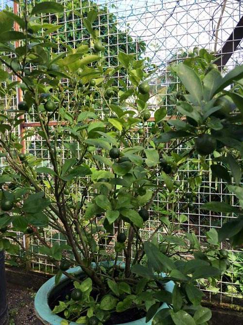 Mẹ Việt đưa giống cây sang Malaysia phủ kín vườn 200m2 9