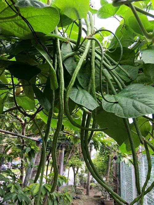 Mẹ Việt đưa giống cây sang Malaysia phủ kín vườn 200m2 7