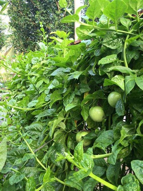 Mẹ Việt đưa giống cây sang Malaysia phủ kín vườn 200m2 5