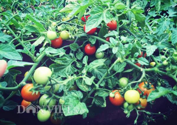 Mẹ Việt 9X trồng rau quả tốt um nhờ bã thuốc bắc “thần thánh” 36