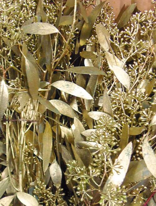 Kì lạ cây "mọc" vàng từ lá và nó cũng được trồng nhiều ở Việt Nam 9