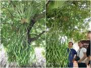 Kì lạ cây "mọc" vàng từ lá và nó cũng được trồng nhiều ở Việt Nam 20